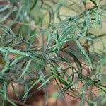 Image result for Afrocarpus usambarensis