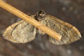 Image result for Pelurga comitata