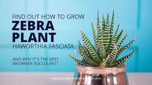 For your body to function properly, you must replenish its you've probably heard the advice to drink eight glasses of water a day. Haworthiopsis Fasciata Zebra Plant Succulents And Sunshine