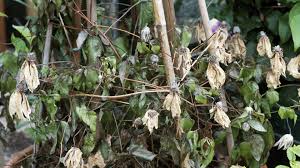 Clematis schneiden tipps vom experten plantura, bauhaus clematis schneiden wann und wie die 3 schnittgruppen und mehr zum rückschnitt von waldreben. Welkepilz Was Hilft Bei Vertrockneten Clematis Blattern Ndr De Ratgeber Garten Schadlinge