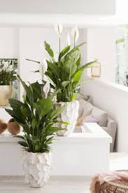 Bird Of Paradise Home Depot Canada Of Spring And Summer House Plants Decor Plant Decor Plants