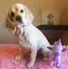 Short Hair Cocker Spaniel Haircut