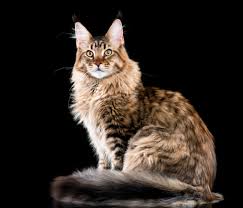 3) derogatory term for a black person. Maine Coon Katze Wesen Haltung Pflege Zooplus