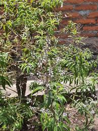 Image result for Aloysia citrodora