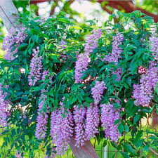 Image result for Wisteria