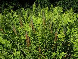 Image result for Osmundaceae