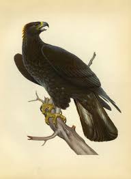 Birds Of Cape Cod Book Clearance Vintage Book Plate Of Golden Eagle By Gallerybotanica 4 00 Book Plates Vintage Book Birds Painting