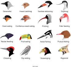 Free Beak Clipart Chart Bird Download Free Clip Art On