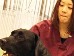千葉県 動物看護師 Vt 病院スタッフの求人 転職 募集情報一覧 アニマルジョブ