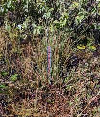 Image result for Xyris parvula