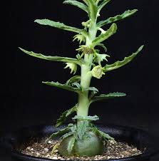 Image result for Dorstenia