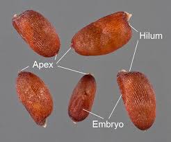 Image result for Eragrostis plana