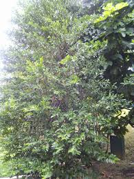 Image result for Suregada