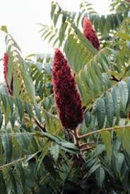 Check spelling or type a new query. Staghorn Sumac These Beautiful Trees Are Everywhere In Ohio The Fruit Of The Tree Can Be Made Into Tea Or Lemonade Around The Yard Edible Wild Plants Trees To