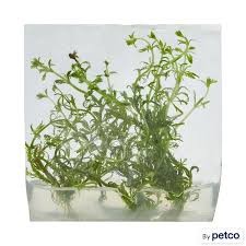 Image result for Limnophila