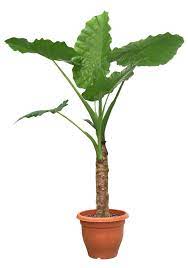 Plant Png By Digitalwideresource On Deviantart Plants Trees To Plant Greenhouse Plants