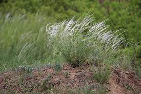 Image result for Anthephora pungens