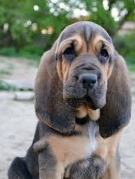 Black And Tan Bloodhound Puppy If We Didn T Already Have Three Bloodhounds I Would Have To Talk My Husband Into A Black And Tan Bloodhound Bloodhound Puppies Bloodhound Dogs Dogs
