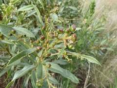 Image result for Ozoroa paniculosa