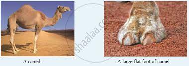 This makes them the most popular and dependable desert animal. Why Do Camels Have Large Flat Feet Science Shaalaa Com