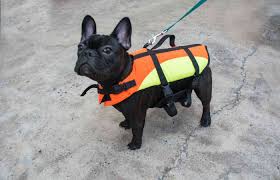 Best Dog Life Jacket