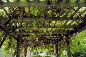Traditional Pergola Vigne Jardin Moderne Pergola Couverte Pergola Bioclimatique