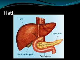 Fungsi hati di dalam sistem pencernaan terbagi menjadi beberapa bagian yaitu di dalam hati terdapat empedu yang sangat berguna untuk membantu sistem pencernaan seperti salah satunya sistem pencernaan yang kita tahu yaitu fungsinya di dalam tubuh adalah untuk mencerna makanan. Sistem Pencernaan Makanan Gangguan Pada Sistem Pencernaan Ppt Download