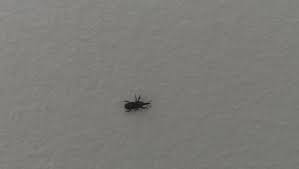 Therefore consider the list below as a general indicator of the insects, bugs and spiders that may be found in a given state or province. Trying To Identify Black Ant Like Bugs Found Occasionally In My Apartment 162870 Ask Extension