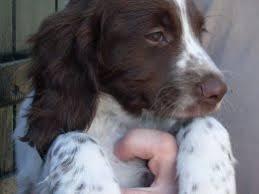 Prior to the 1900s, the welsh and english springer spaniel were the exact same breed! German Shorthaired Pointer X Springer Spaniels March Cambridgeshire Pets4homes