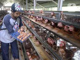 Telur ayam merupakan salah satu bahan makanan favorit yang berasal dari hewani dan paling sering di konsumsi oleh berbagai kalangan masyarakat setiap harinya selain lauk pauk, daging dan sayuran. Berita Harga Telur Hari Ini Kabar Terbaru Terkini Liputan6 Com