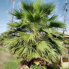 Image result for Latania loddigesii