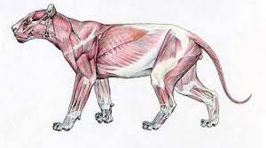 Only 1 estrus in 5 results in progeny and estrus lasts 4 days to a week, during which couples mate 2.2 times/hour. Information On The Skeleton Of The Lion Steemit