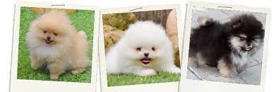 Venta De Pomerania En Zaragoza Pomerania Toy