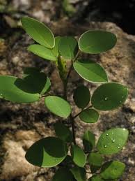 Image result for Grona adscendens