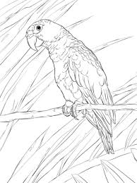 Free printable tropical bird and flowers coloring page (pdf format) to download and print. Puerto Rican Parrot Coloring Page From Parrots Category Select From 29179 Printable Crafts Of Cartoo Parrot Coloring Page Parrot Drawing Animal Coloring Pages