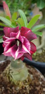 Pin Ot Polzovatelya Aurora Hurtado Na Doske Rosa Do Deserto Adenium Obesum Cvety