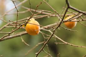 Japanese blueberry trees do best with regular irrigation. Persimmon The Divine Fruit Of Autumn Seattle Japanese Garden