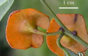 Image result for Heisteria