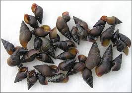 Image result for Pleioceras