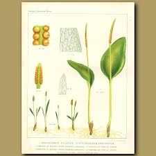 Image result for Ophioglossum vulgatum