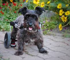 It contracts all the muscles in the body, so it is a total body workout. Dog Paralysis Common Causes Treatment Canna Pet