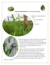 Image result for Acrotome inflata