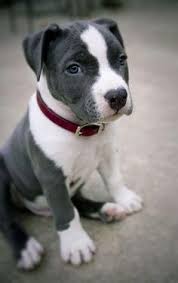 I Want To Rescue A Pitbull From Tia Torres So I Don T Have A Preference In A Name Or Color Which Ever O Pitbull Puppies Cute Baby Animals White Pitbull Puppies