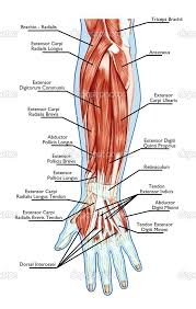 Anatomy Of Muscular System Hand Forearm Palm Muscle Tendons Medical Anatomy Human Anatomy And Physiology Anatomy