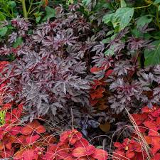 Image result for Hibiscus acetosella