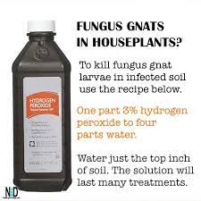 Fungus Gnat Indoor Houseplant Recipe Plant Pests Gnats In House Plants House Plants Indoor