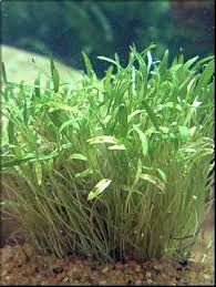 Image result for Limosella