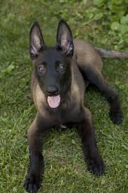 We did not find results for: 18 Belgian Shepherds Ideas Belgian Shepherd Belgian Malinois Dog Malinois Dog