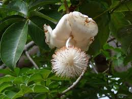 Image result for Adansonia digitata