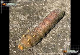 This is the follow up video to the imperial moth caterpillar video i did. Imperial Moth Eacles Imperialis